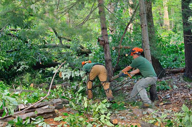 Best Lot and Land Clearing  in Big Lake, WA